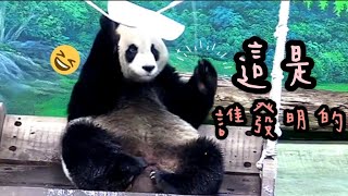 圓仔看到鞦韆上吊了一個甜甜圈冰塊，圓仔玩好久|熊貓貓熊The Giant Panda Yuan Yuan and Yuan Bao|台北市立動物園