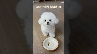 그냥 #귀엽게 태어난거 🐶 #몽이 #귀여운 #강아지 #반려견 #cutedog #dog #daily #shorts #short #reels #vlog #쇼츠 #미니비숑 #일상