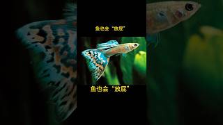 魚也會“放屁” #冷知識 #冷知识 #有趣 #漲知識 #科普