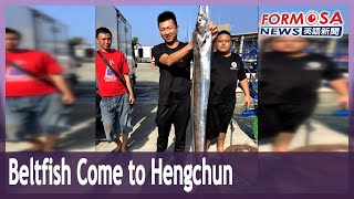 Huge gathering of beltfish comes to Hengchun for first time