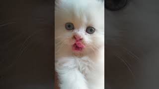 Kitten 🥰 #cat #shortvideos #video #kitten #catlover #viralvideos #cute #youtubeshorts #viral #cat