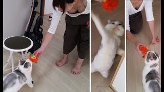 ライオンのぬいぐるみで遊ぶママと白モフ猫