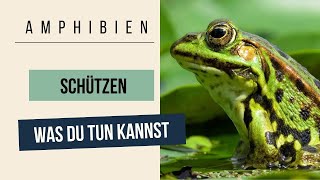 Amphibien schützen by Roots\u0026Shoots