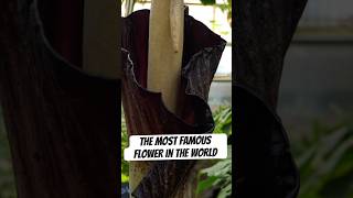 THE MOST FAMOUS FLOWER ONLY LASTS 1 DAY #plants