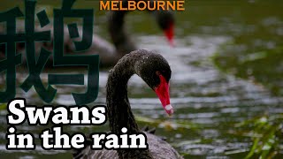 Painting my travel 跟着画家去旅行  |  天鹅雨中的灵性 Swans in the rain Melbourne | 水彩画风景写生 | Watercolor landscape