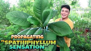 ACTUAL PROPAGATION OF SPATHIPHYLLUM SENSATION + CARE & TIPS | YES! I'M BACK |   MARK LASACA