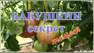 🍅 Томат БАБУШКИН СЕКРЕТ  |  Урожайный  |  Неустойчивый на заболевания, отменного вкуса