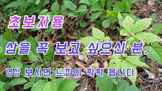 초보용..영상 보시면 느낌이 옵니다.하루 산행중 자연삼이 나오는 지형과 환경.