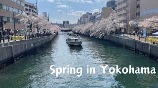 Spring Vlog in Yokohama(and Tokyo) Japan, Sakura(Cherry blossoms) and Other flowers