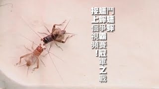 鬥蟋蟀，蟋蟀爭霸賽冠軍之戰，接上個視頻！