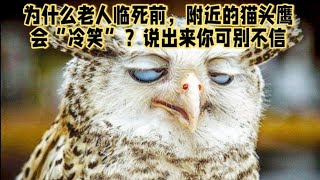 为什么老人临死前，附近的猫头鹰会“冷笑”？说出来你可别不信