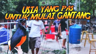 USIA YANG PAS UNTUK MULAI GANTANG MURAI BATU