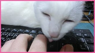 PCの前でシッポをブンブン♪ 白猫ユキ White cat Yuki wags her tail in front of PC