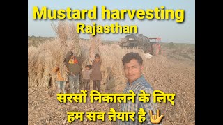 how to do Mustard harvesting | Mustard harvesting by hand | Extract mustard seeds for oil