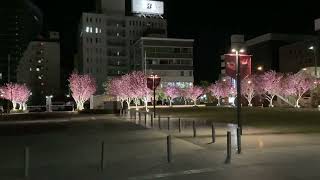 長野市役所前の夜桜