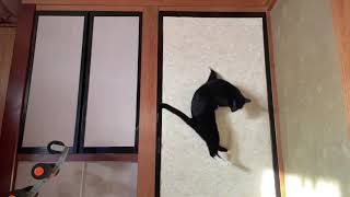 猫のスロージャンプ　猫じゃらし　猫動画