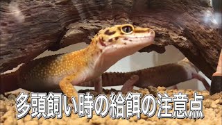 レオパ多頭飼いの餌やり方法