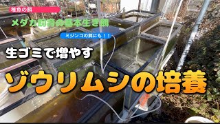 生ゴミで増やすゾウリムシ（メダカ飼育の基本生き餌）