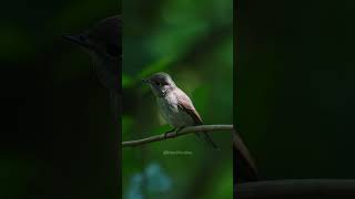 Dark Flycatcher Swinging #bird #flycatcher #nature #wildlife #perched #Muscicapa #Sibirica HA16939