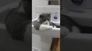 Funny animals 2023😆 - Funniest Cats and Dogs Video🐕🐈228 #shorts
