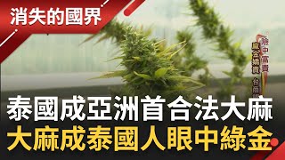 所謂富貴險中求? 泰國拚亞洲首國大麻合法 \