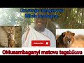 omwenge tunagunywa mitala bendegere #Omusambaganyimatovutegebikwa#viralvideos#trending