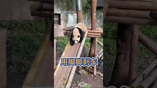 💖用脚脚刹车！😆🐼渝可渝爱 #大熊猫 #cute funny panda