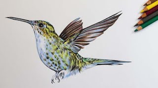Hummingbird Drawing in Color Pencils | Bird Drawing | How to draw a Hummingbird
