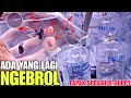 LAPAK SPESIALIS GUPPY !!! ADA YANG NGEBROL DI KANTONG PLASTIK || HARGA IKAN GUPPY DI JATINEGARA