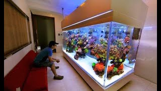 Top 7 Stunning Colorful African Cichlids Tank | Beautiful Cichlid Varieties