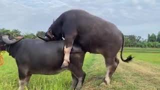 Buffalo mating