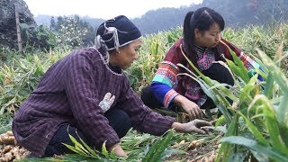 生活困难全靠奶奶一人支撑，秋子有时间就赶来帮忙，争取把姜收完