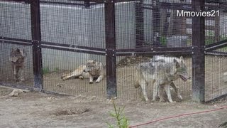 オオカミ放飼場改修