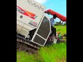 harvesting rice