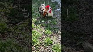 接近するにわとり　Approaching ￼rooster