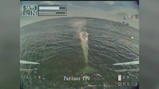 Using drones to monitor whale health