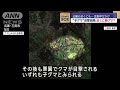 近くに親グマ？“子グマ”目撃続発 公園の近くにも【スーパーjチャンネル】 2024年11月13日