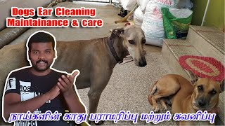 Dogs Ear Maintenance and care - நாய்களின் காது பராமரிப்பு மற்றும் கவனிப்பு. ஏன்? எதற்கு ? எப்படி?