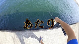 黒鯛【ヘチ釣り】アタリ！