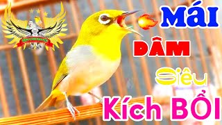 Khuyên Mái Kích Trống Líu Cực Nhanh - Kích Bổi Trống Nghe Là Líu Chòe, Kích Nhanh lên Lửa,líu đấu xù