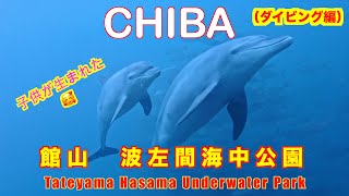 ねながら見るJAPAN波左間海中公園イルカの子供が生まれましたA baby dolphin was born.