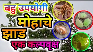 बहुउपयोगी मोहाचे झाड | mahua tree | मोहफुलाचे फायदे