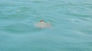 Żółwie na Zakintos w realu. Caretta caretta Zakynthos Grecja