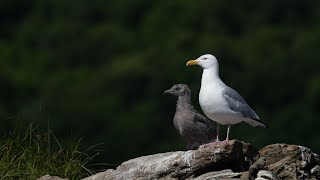 Colonie de Goélands à bec cerclé et Goéland argenté / Breading colony of Gulls