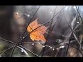 Stretching ·-  Natural Sanctuary Music (Leaf in the wind)