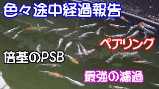 【めだか】PSBの倍基は？ペアリングの相性は？濾過の結果は？色々の報告とよく聞かれる質問に対して花魁を見ながら色々雑談的に話してます。