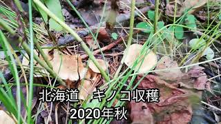 2020年秋　落葉キノコ狩り　北海道