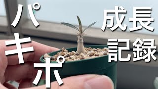 パキポディウムグラキリス37日間経過してどれほど成長したか【塊根植物】