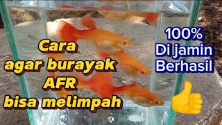 Tips supaya burayak Guppy AFR melimpah  #ternakikanguppy #budidayaguppy