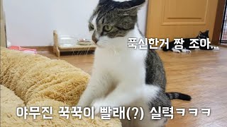 고양이의 야무진 빨래(?) 실력! 고양이 꾹꾹이❤